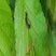 Chenille processionnaire, Thaumetopoea