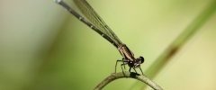 Agria dragonfly