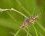 Phalène picotée femelle - Ematurga atomaria