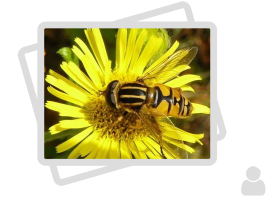 Insectes pollinisateurs