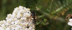 Eristalis sp