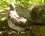 Pigeon ramier (sous réserve)