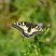 Machaon