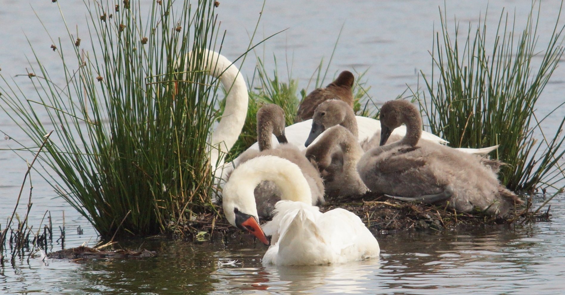 Cygnes tuberculés Les Taxinomes