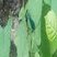 Caloptéryx vierge, Calopteryx virgo