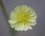 Fleur de chondrille à tiges de jonc