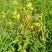 Moutarde des champs
