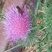 abeille