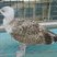 Jeune goéland marin (Larus marinus)