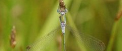 Lestes sponsa Leste fiancé