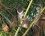 Lémurien mongoz (Eulemur mongoz)