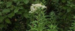 Aster à ombelle 20160910