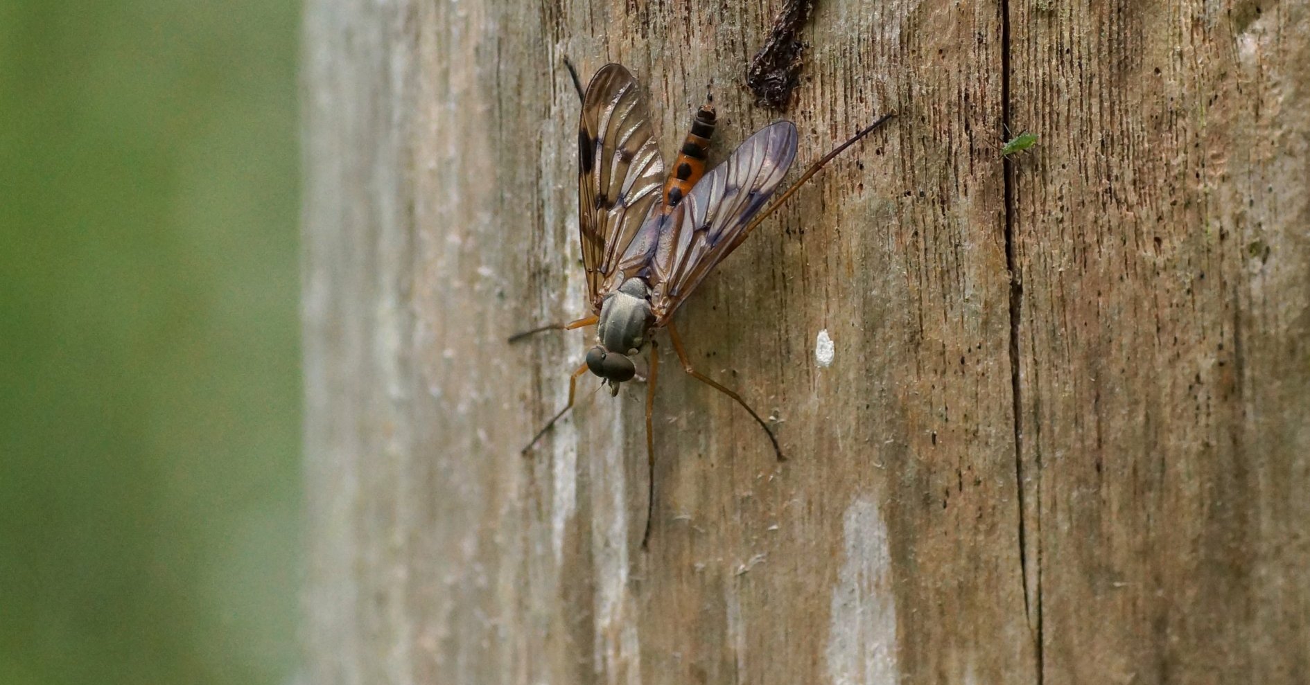 Empididé sp. Les Taxinomes