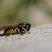 Poliste sp.?