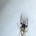 Salticidae sp.