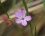 Fleur de géranium mou
