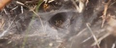 Agelena labyrintica