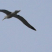 Albatros