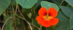 Fleur de Capucine - Tropaeolum majus