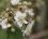 Fleur de roncier commun