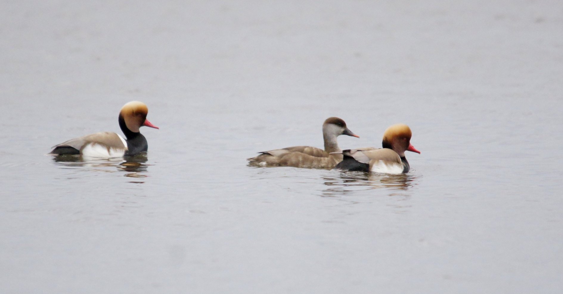 robe demoiselle d'honneur rose pas cher