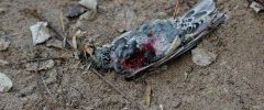 Etourneau is dead