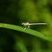 Agrion à larges pattes