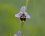 Fleur d'ophrys bourdon - sous réserve