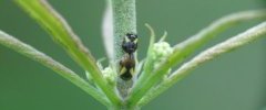 Clastoptera proteus 20140712