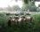 Moutons Landes de Bretagne