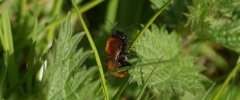 Andrena fulva