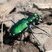 Cicindèle à six points (Cicindela sexguttata)