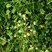 Camomille romaine