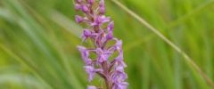 Orchis moucheron