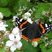 Papillon Vulcain