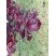 Prunier Cerise