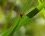 Harmonia axyridis