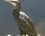 Cormoran à l'affût, profil gauche