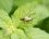 Lepture tachetée - Leptura maculata