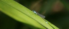 Ishnura elegans agrion élégant