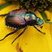 Scarabé japonais (Popillia japonica)