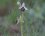 Ophrys bourdon - sous réserve