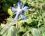 Bourrache, Borago officinalis