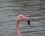 Flamant rose