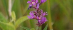 Salicaire officinale Lythrum salicaria