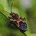 Petite punaise de l'Asclépiade (Lygaeus kalmii)