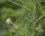 Feuille d'Achillea millefolium