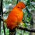 Coq-de-roche orange