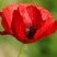 Coquelicot