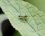 Euacanthus interruptus - mâle